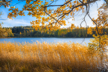 Autumn scene beautiful light