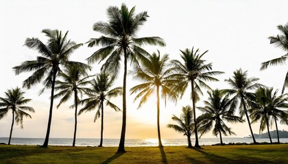 silhoutte coconut trees isolated on white background