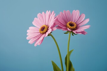 Obraz premium Twin Elegance: Pink Gerberas Against a Serene Sky