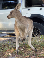 Kangaroo in a national park. Australian animal on a camp site. Marsupial animal standing in front of a white car.