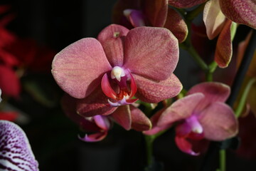 Orchidea colorata
