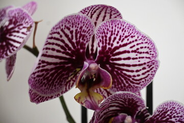 Orchidea viola e bianca