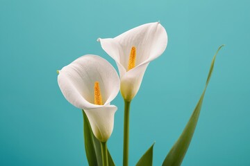 Aquamarine Dreams: Calla Lily Serenade
