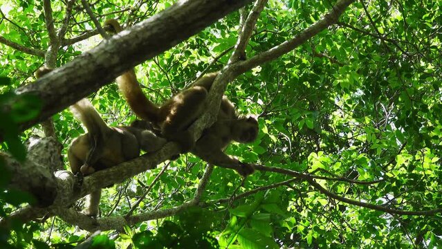 Woolly Spider Monkey on Tree