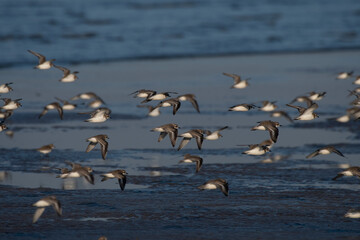 Flock of Tibetan sand plover (Anarhynchus atrifrons), in flight, observed at Akshi Beach in Alibag, Maharashtra, India