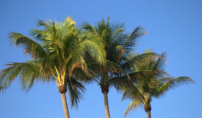 Obraz premium cocoteros