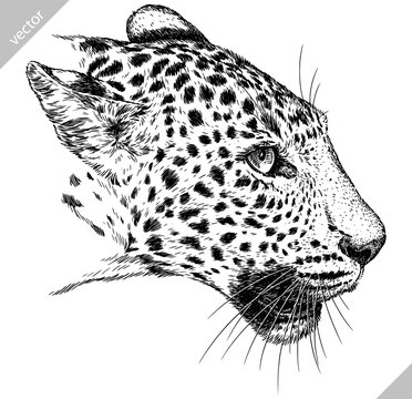 Vintage engraving isolated leopard set panther illustration ink sketch. Africa wild cat cheetah background jaguar animal silhouette art. Black and white hand drawn vector image	