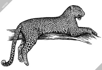 Vintage engraving isolated leopard set panther illustration ink sketch. Africa wild cat cheetah background jaguar animal silhouette art. Black and white hand drawn vector image  © Turaev