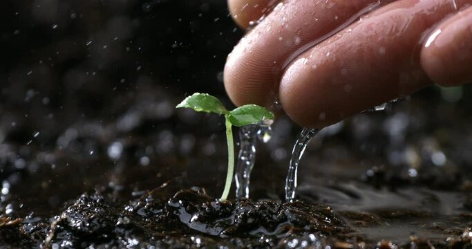 Super slow motion macro of young male hand watering gently an young sprout of plant on plantation field ground in natural habitat. Connection to nature and protection of environment.