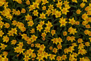 Aerial Ballet: Top View of Multiple Tulipa kaufmanniana (Waterlily Tulips)