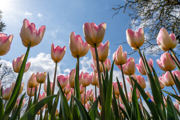 Elegance: Tulipa fosteriana (Foster's Tulip) in the Embrace of a Blue Sky