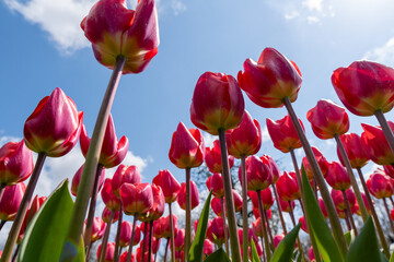 Heavenly Perspective: Tulipa agenensis (Eastern Star Tulip) Gazing Upward Against a Blue Sky