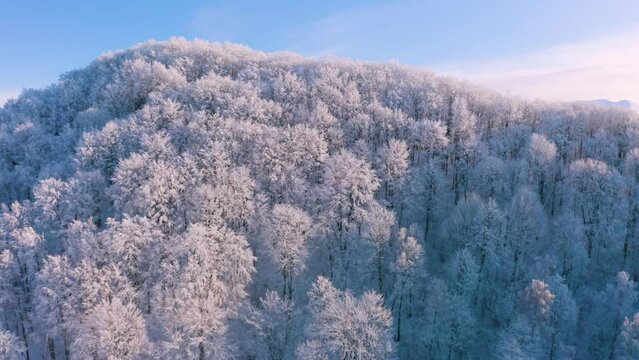 bird's eye view of a harsh monochrome alpine landscape in winter with fog. beech forests cover the rounded, high snow-capped ridges in the Ukrainian Carpathians and Tatras