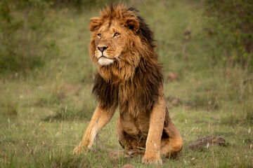 Male lion ( Panthera Leo Leo) sitting, Olare Motorogi Conservancy, Kenya.