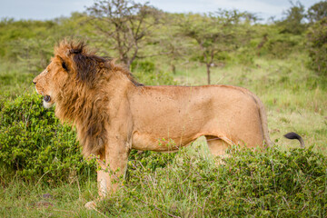 Male lion ( Panthera Leo Leo) standing, Olare Motorogi Conservancy, Kenya.