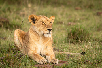 Lioness ( Panthera Leo Leo) relaxing, Olare Motorogi Conservancy, Kenya.