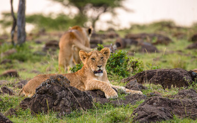 Lion cub ( Panthera Leo Leo) enjoying the evening, Olare Motorogi Conservancy, Kenya.