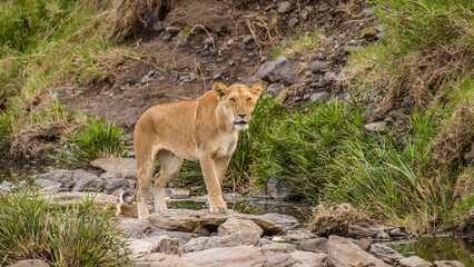 Lioness ( Panthera Leo Leo) walking, Olare Motorogi Conservancy, Kenya.