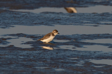 Tibetan sand plover (Anarhynchus atrifrons), a small wader in the plover family, observed at Akshi Beach in Alibag, Maharashtra, India