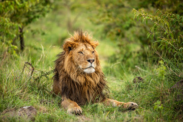 Naklejka na ściany i meble Male lion ( Panthera Leo Leo) enjoying his rest, Olare Motorogi Conservancy, Kenya.