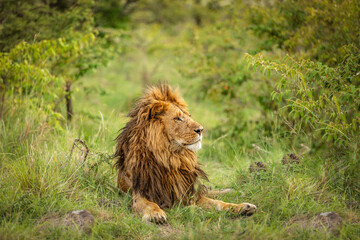 Male lion ( Panthera Leo Leo) enjoying his rest, Olare Motorogi Conservancy, Kenya.