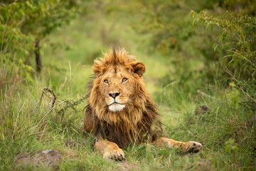 Obraz premium Male lion ( Panthera Leo Leo) enjoying his rest, Olare Motorogi Conservancy, Kenya.
