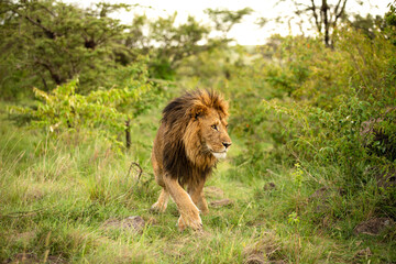 Male lion ( Panthera Leo Leo) wondering around, Olare Motorogi Conservancy, Kenya.