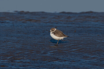 Tibetan sand plover (Anarhynchus atrifrons), a small wader in the plover family, observed at Akshi Beach in Alibag, Maharashtra, India