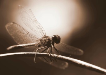 Photo of a dragonfly with a shallow depth of field,blurred background, toned
