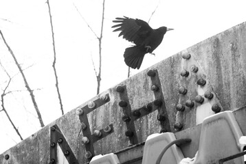 Old carousel a raven flying from its structure, abandoned