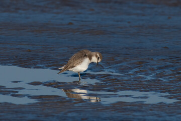 Tibetan sand plover (Anarhynchus atrifrons), a small wader in the plover family, observed at Akshi Beach in Alibag, Maharashtra, India