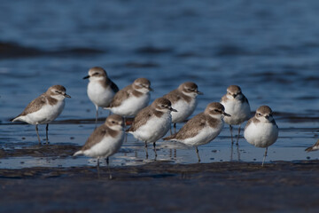 Tibetan sand plover (Anarhynchus atrifrons), a small wader in the plover family, observed at Akshi Beach in Alibag, Maharashtra, India