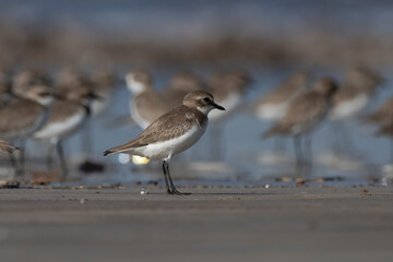 Tibetan sand plover (Anarhynchus atrifrons), a small wader in the plover family, observed at Akshi Beach in Alibag, Maharashtra, India