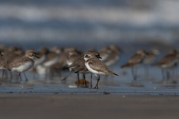 Tibetan sand plover (Anarhynchus atrifrons), a small wader in the plover family, observed at Akshi Beach in Alibag, Maharashtra, India