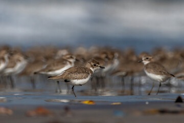 Tibetan sand plover (Anarhynchus atrifrons), a small wader in the plover family, observed at Akshi Beach in Alibag, Maharashtra, India