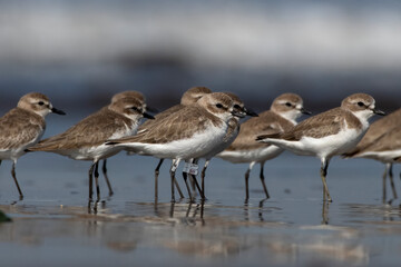 Tibetan sand plover (Anarhynchus atrifrons), a small wader in the plover family, observed at Akshi Beach in Alibag, Maharashtra, India