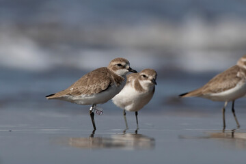 Tibetan sand plover (Anarhynchus atrifrons), a small wader in the plover family, observed at Akshi Beach in Alibag, Maharashtra, India