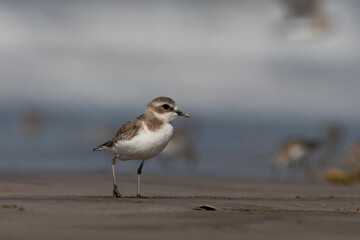 Tibetan sand plover (Anarhynchus atrifrons), a small wader in the plover family, observed at Akshi Beach in Alibag, Maharashtra, India