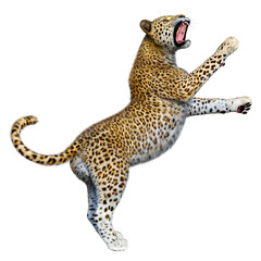 3D Rendering Big Cat Leopard on White
