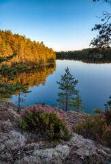 Forest lake seen from small mountain