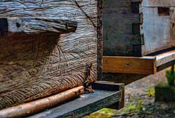 Apiarios de Calakmul 

Muestra fotografica sobre apiarios de abejas ubicado en la selva campechana Calakmul