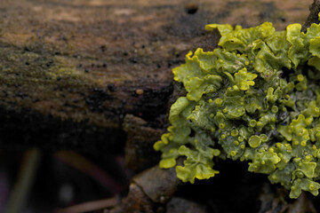 green lichen on a small branch