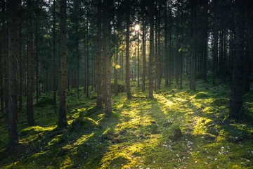 Deurstickers Bestemmingen Light in a Swedish forest