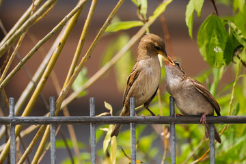 Sparrows Feeding on Fence