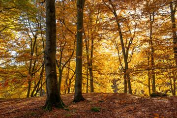 Fototapeta na wymiar Autumn forest in Söderåsen nationalpark, Sweden