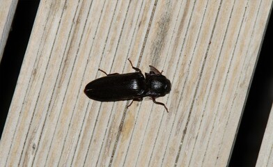 Dorsal view of isolated large Click Beetle (Pseudotetralobus) at night, South Australia