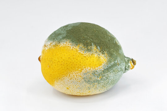 Mold on lemon, more pronounced symptoms. Penicillium infection on citrus fruit 