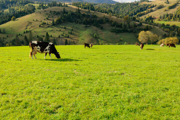 A mountain pasture with cows, grazing on green grass hill.