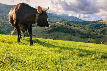 A brown cow on a green grass mountain pasture.
