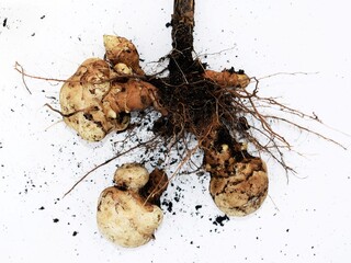Jerusalem artichoke (Helianthus tuberosus) plant with tubers, just harvested. White background